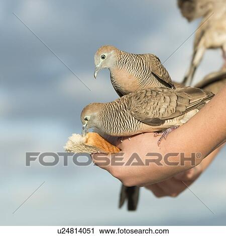 Stock Image - Pigeons feeding from a person's hand, Waikiki, Diamond Head, Kapahulu, St. Louis, Honolulu, Oahu, Hawaii, USA. Fotosearch