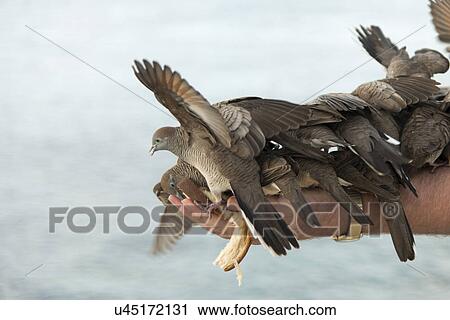 Stock Image - Pigeons feeding from a person's hand, Waikiki, Diamond Head, Kapahulu, St. Louis, Honolulu, Oahu, Hawaii, USA. Fotosearch