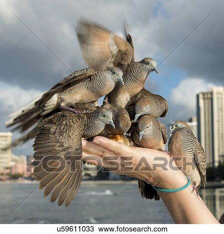 Stock Image - Pigeons feeding from a person's hand, Waikiki, Diamond Head, Kapahulu, St. Louis, Honolulu, Oahu, Hawaii, USA. Fotosearch