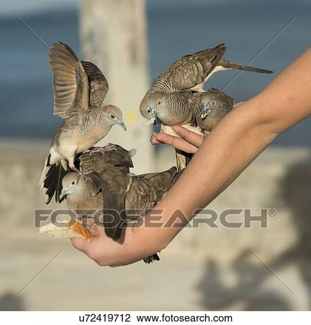 Pigeons feeding from a person's hand, Waikiki, Diamond Head, Kapahulu, St. Louis, Honolulu, Oahu, Hawaii, USA View Large Photo Image Stock Image - Pigeons feeding from a person's hand, Waikiki, Diamond Head, Kapahulu, St. Louis, Honolulu, Oahu, Hawaii, USA. Fotosearch