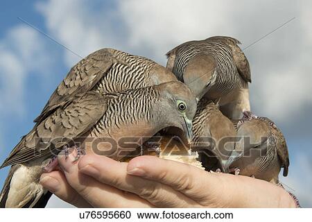 Pigeons feeding from a person's hand, Waikiki, Diamond Head, Kapahulu, St. Louis, Honolulu, Oahu, Hawaii, USA View Large Photo Image Stock Image - Pigeons feeding from a person's hand, Waikiki, Diamond Head, Kapahulu, St. Louis, Honolulu, Oahu, Hawaii, USA. Fotosearch
