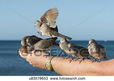 Pigeons feeding from a person's hand, Waikiki, Diamond Head, Kapahulu, St. Louis, Honolulu, Oahu, Hawaii, USA View Large Photo Image Stock Image - Pigeons feeding from a person's hand, Waikiki, Diamond Head, Kapahulu, St. Louis, Honolulu, Oahu, Hawaii, USA. Fotosearch
