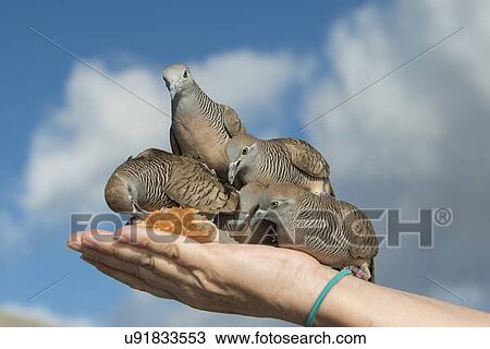 Pigeons feeding from a person's hand, Waikiki, Diamond Head, Kapahulu, Honolulu, Oahu, Hawaii, USA View Large Photo Image Stock Image - Pigeons feeding from a person's hand, Waikiki, Diamond Head, Kapahulu, Honolulu, Oahu, Hawaii, USA. Fotosearch