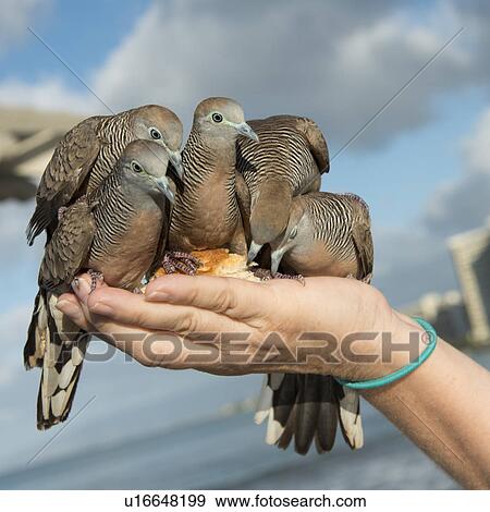 Pigeons feeding from a person's hand, Waikiki, Diamond Head, Kapahulu, St. Louis, Honolulu, Oahu, Hawaii, USA View Large Photo Image Stock Photo - Pigeons feeding from a person's hand, Waikiki, Diamond Head, Kapahulu, St. Louis, Honolulu, Oahu, Hawaii, USA. Fotosearch