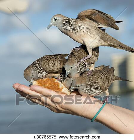 Stock Photography - Pigeons feeding from a person's hand, Waikiki, Diamond Head, Kapahulu, St. Louis, Honolulu, Oahu, Hawaii, USA. Fotosearch