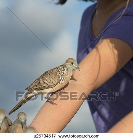 Stock Photo - Pigeons perching on a woman's hand, Waikiki, Diamond Head, Kapahulu, St. Louis, Honolulu, Oahu, Hawaii, USA. Fotosearch
