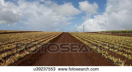 Pineapple fields, Haleiwa, North Shore, Oahu, Hawaii, USA View Large Photo Image Stock Image - Pineapple fields, Haleiwa, North Shore, Oahu, Hawaii, USA. Fotosearch