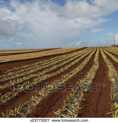 Stock Photo - Pineapple fields, Haleiwa, North Shore, Oahu, Hawaii, USA. Fotosearch