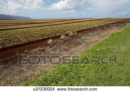 Pineapple fields, Oahu, Hawaii, USA View Large Photo Image Picture - Pineapple fields, Oahu, Hawaii, USA. Fotosearch