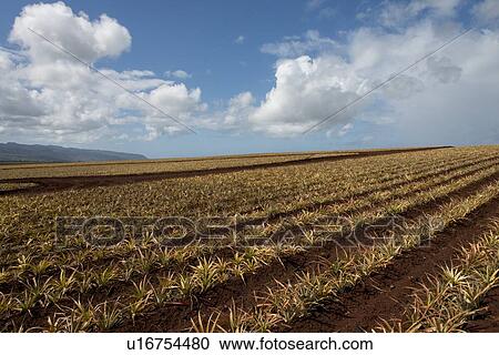 Pineapple fields, Oahu, Hawaii, USA View Large Photo Image Stock Image - Pineapple fields, Oahu, Hawaii, USA. Fotosearch