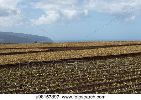 Stock Photo - Pineapple fields, Wahiawa, North Shore, Oahu, Hawaii, USA. Fotosearch