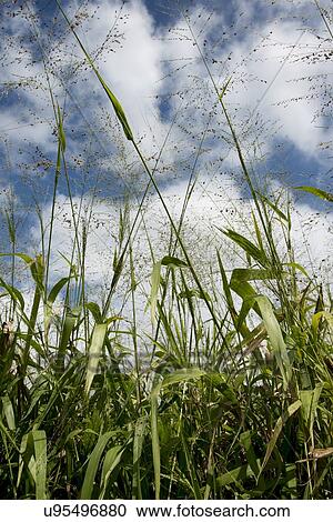 Stock Image - Reeds in a field, Haleiwa, North Shore, Oahu, Hawaii, USA. Fotosearch