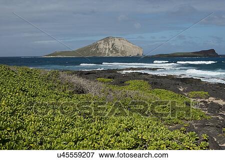 Rock formations on the coast, Waimanalo, Makapuu Point, Honolulu, Oahu, Hawaii, USA View Large Photo Image Stock Photo - Rock formations on the coast, Waimanalo, Makapuu Point, Honolulu, Oahu, Hawaii, USA. Fotosearch
