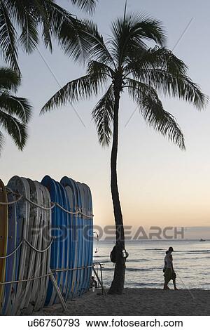 Row of surfboards on the beach, Waikiki, Honolulu, Oahu, Hawaii, USA View Large Photo Image Stock Image - Row of surfboards on the beach, Waikiki, Honolulu, Oahu, Hawaii, USA. Fotosearch