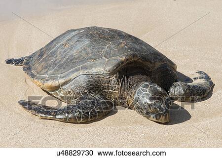 Stock Image - Sea turtle on the beach, Laniakea Beach, Haleiwa, North Shore, Oahu, Hawaii, USA. Fotosearch