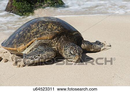 Stock Image - Sea turtle on the beach, Laniakea Beach, Haleiwa, North Shore, Oahu, Hawaii, USA. Fotosearch