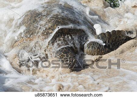 Sea turtle on the beach, Laniakea Beach, Haleiwa, North Shore, Oahu, Hawaii, USA View Large Photo Image Stock Image - Sea turtle on the beach, Laniakea Beach, Haleiwa, North Shore, Oahu, Hawaii, USA. Fotosearch