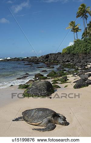 Stock Photograph - Sea turtle on the beach, Laniakea Beach, Haleiwa, North Shore, Oahu, Hawaii, USA. Fotosearch