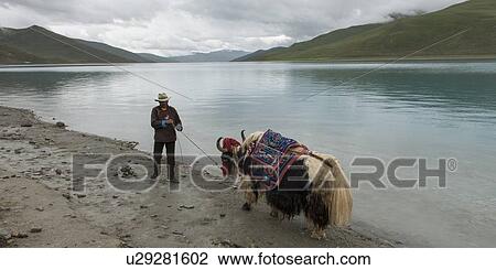 Stock Image - Tibetan farmer with decorated Yak at Yamdrok Lake, Nagarze, Shannan, Tibet, China. Fotosearch