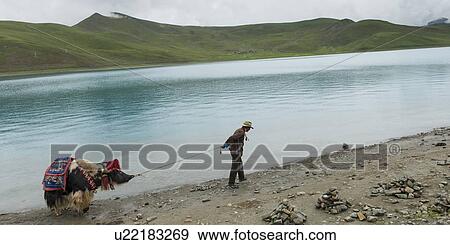 Stock Photo - Tibetan farmer with decorated Yak at Yamdrok Lake, Nagarze, Shannan, Tibet, China. Fotosearch