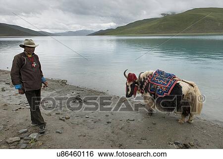 Stock Photograph - Tibetan farmer with decorated Yak at the lakeside, Yamdrok Lake, Nagarze, Shannan, Tibet, China. Fotosearch