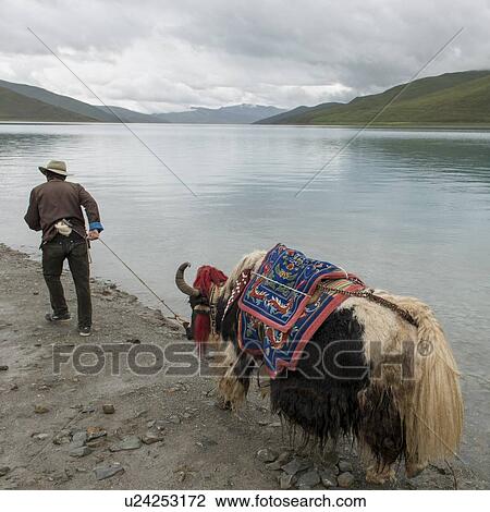 Stock Image - Tibetan farmer with decorated Yak moving at the lakeside, Yamdrok Lake, Nagarze, Shannan, Tibet, China. Fotosearch