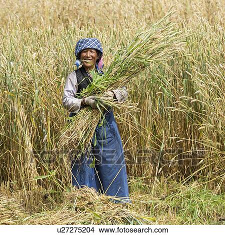 Picture - Tibetan woman harvesting barley, Quxu, Lhasa, Tibet, China. Fotosearch