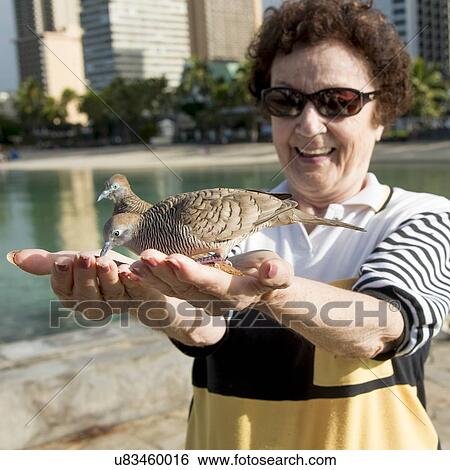 Woman feeding pigeons, Waikiki, Diamond Head, Kapahulu, Honolulu, Oahu, Hawaii, USA View Large Photo Image Stock Photograph - Woman feeding pigeons, Waikiki, Diamond Head, Kapahulu, Honolulu, Oahu, Hawaii, USA. Fotosearch