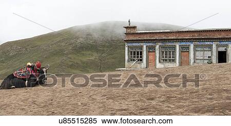 Stock Photography - Yak resting in front of a building, Nagarze, Shannan, Tibet, China. Fotosearch