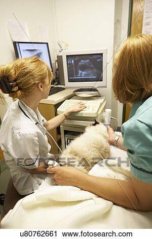 Cat Having Ultrasound Scan At Vets View Large Photo Image Stock Image - Cat Having Ultrasound Scan At Vets. Fotosearch