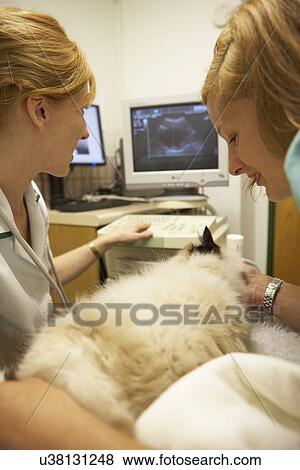 Cat Having Ultrasound Scan At Vets View Large Photo Image Stock Photo - Cat Having Ultrasound Scan At Vets. Fotosearch