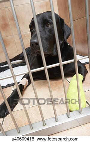 Stock Photo - Dog In Cage Recovering From Foot Injury. Fotosearch