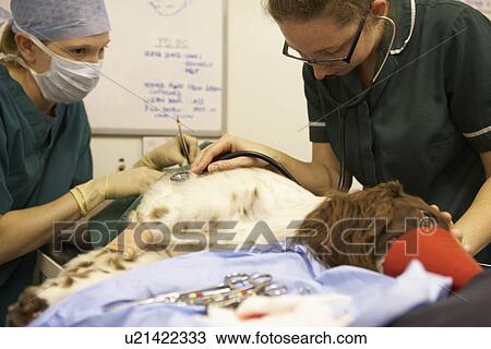 Stock Image - Dog Undergoing Surgery At Vets. Fotosearch