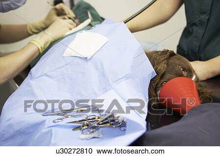 Stock Image - Dog Undergoing Surgery At Vets. Fotosearch