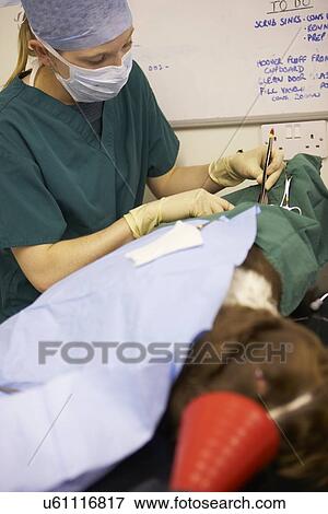 Stock Photo - Dog Undergoing Surgery At Vets. Fotosearch