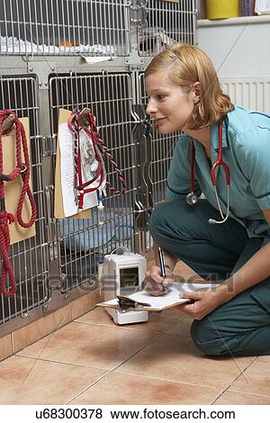 Stock Photo - Female Vet Examining Cat In Surgery. Fotosearch