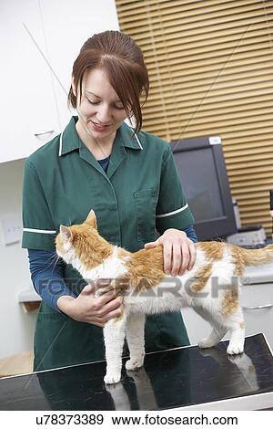 Stock Photo - Female Vet Examining Cat In Surgery. Fotosearch
