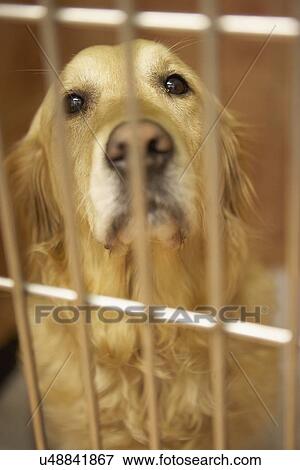 Stock Photo - Golden Retriever Dog In Cage At Veterinary Surgery. Fotosearch