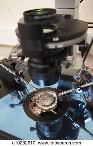 Stock Image - Laboratory Fertilization Of Eggs In IVF Treatment. Fotosearch