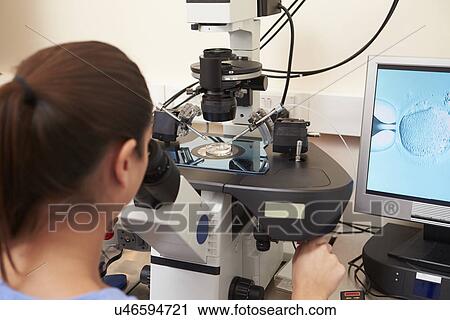 Laboratory Fertilization Of Eggs In IVF Treatment View Large Photo Image Stock Image - Laboratory Fertilization Of Eggs In IVF Treatment. Fotosearch