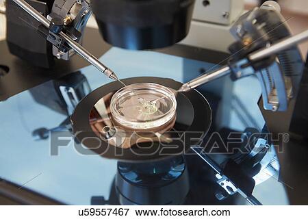 Laboratory Fertilization Of Eggs In IVF Treatment View Large Photo Image Stock Photo - Laboratory Fertilization Of Eggs In IVF Treatment. Fotosearch
