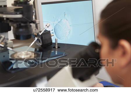 Laboratory Fertilization Of Eggs In IVF Treatment View Large Photo Image Stock Photo - Laboratory Fertilization Of Eggs In IVF Treatment. Fotosearch