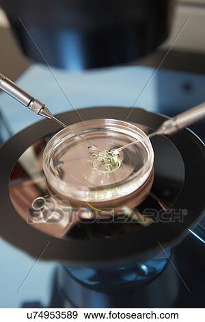 Stock Photo - Laboratory Fertilization Of Eggs In IVF Treatment. Fotosearch
