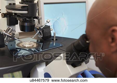Stock Photo - Laboratory Fertilization Of Eggs In IVF Treatment. Fotosearch
