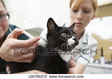 Stock Image - Owner Taking Cat To Vets In Carrier. Fotosearch