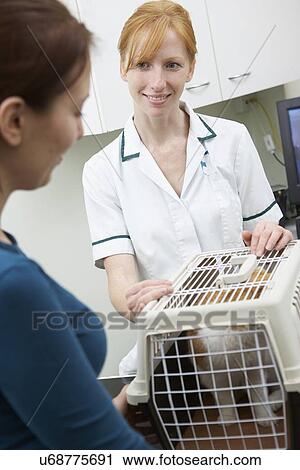 Vet Taking Cat Out Of Carrier For Examination View Large Photo Image Stock Image - Vet Taking Cat Out Of Carrier For Examination. Fotosearch