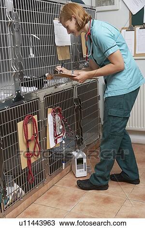 Stock Image - Veterinary Nurse Checking On Animals In Cages. Fotosearch