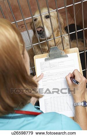 Stock Photo - Veterinary Nurse Checking On Animals In Cages. Fotosearch