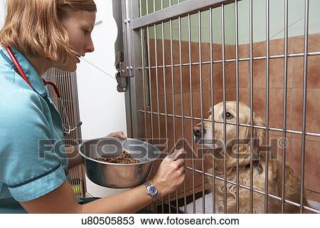 Veterinary Nurse Checking On Dog In Cage View Large Photo Image Stock Image - Veterinary Nurse Checking On Dog In Cage. Fotosearch