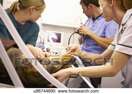 Stock Photography - Veterinary Nurse Checking On Dog In Cage. Fotosearch